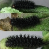 melitaea cinxia larva5after volg1